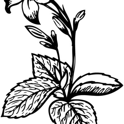 FLOWER06 Thumbnail